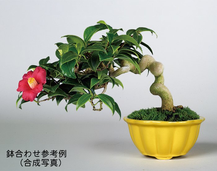 ミニ鉢、盆栽鉢、盆栽小鉢、鉢、植木鉢、山野草鉢、蘭鉢、盆栽 ミニ鉢、