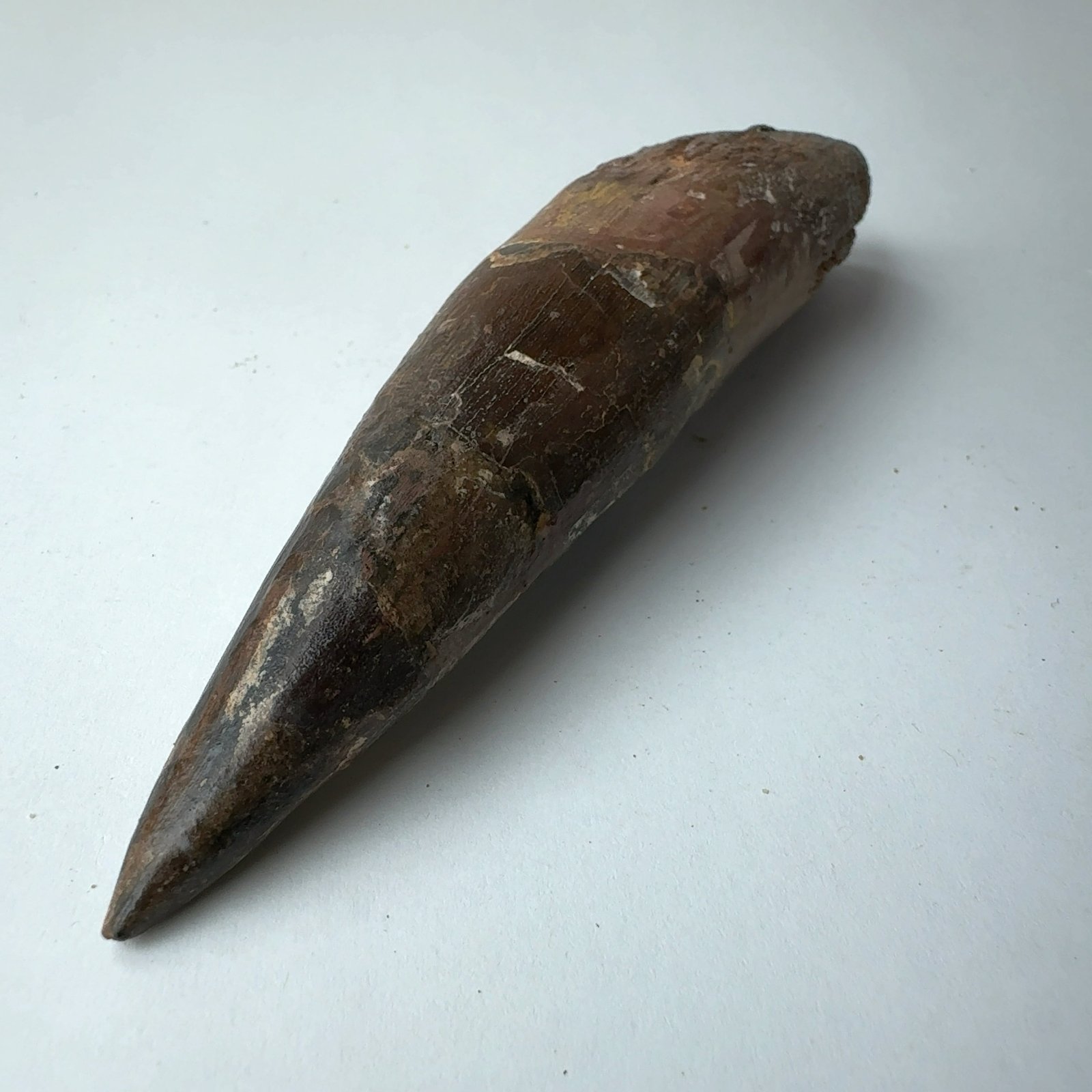 E24840】本物 特大 スピノサウルスの歯化石 スピノサウルス 歯 化石