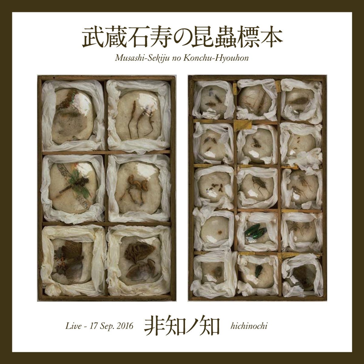 武蔵石寿の昆蟲標本 | 非知ノ知 hichinochi | 非知ノ知