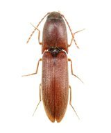 コメツキムシ Japanese Elateridae - Insect Islands 〜南の島の昆虫
