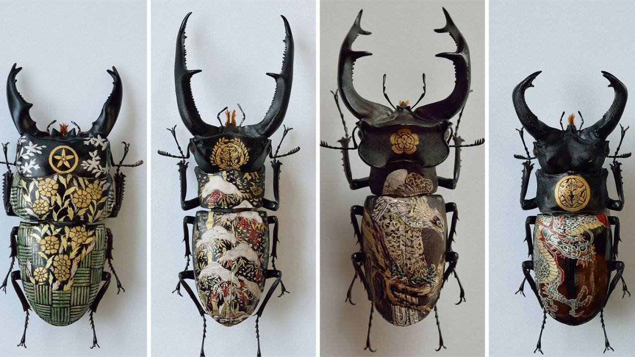 昆虫標本 【公式通販】