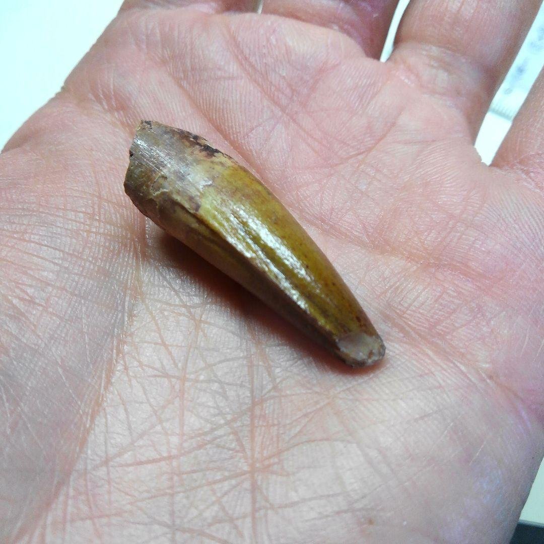 スピノサウルス　本物　化石　歯　標本 スピノサウルス 本物 化石 歯 標本 スピノサウルス類（オキサライア